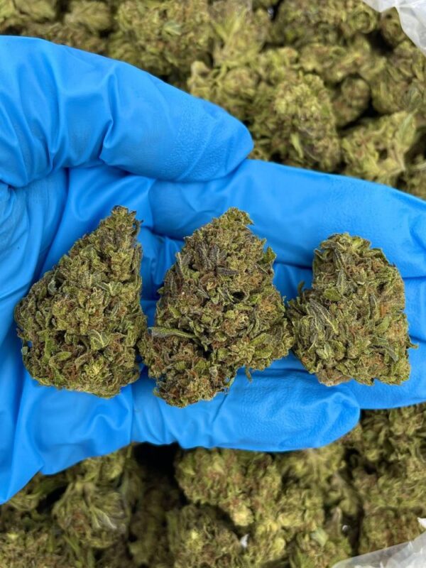 Cono Dulce Strain