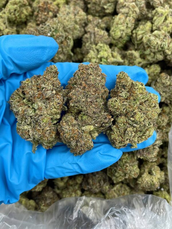 Gelato Fritter Strain