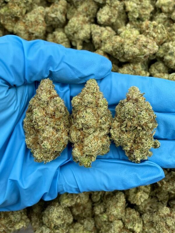Gorilla Glue 3 Strain