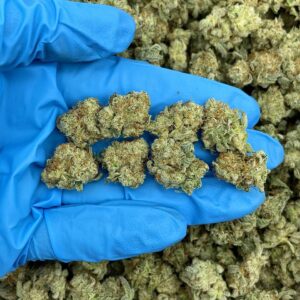 GG4 Strain