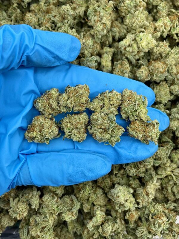 GG4 Strain