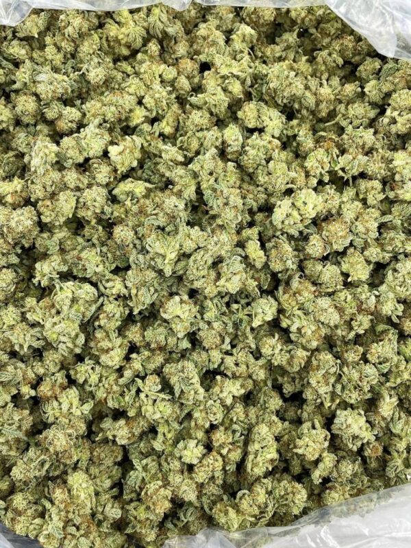 GG4 Strain