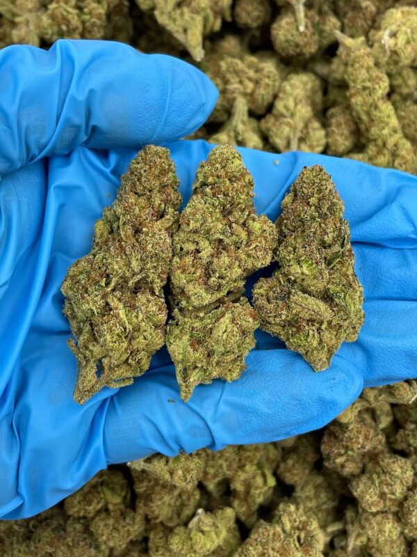 Grape Glitter Zkittlez Strain