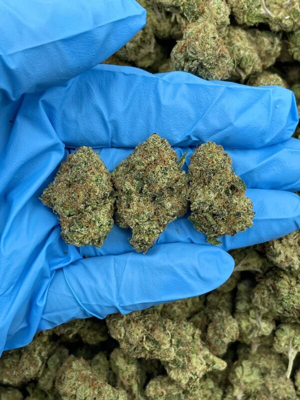 Manga Sour Pop Strain