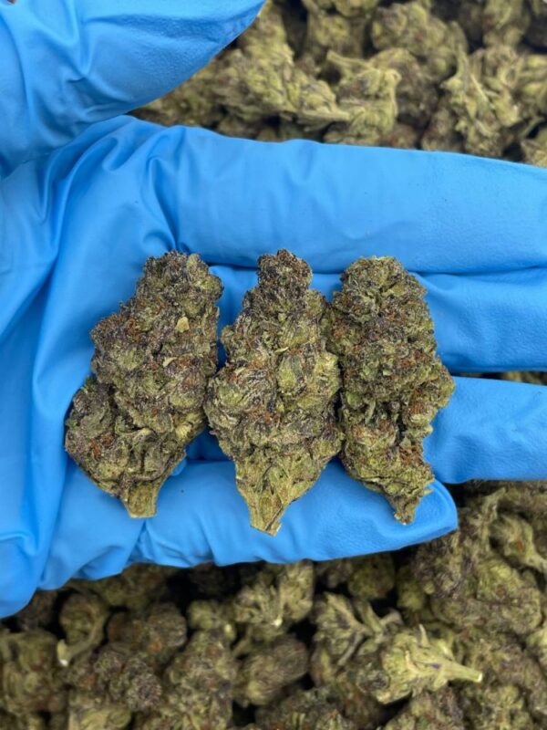 Purple Granimals Strain