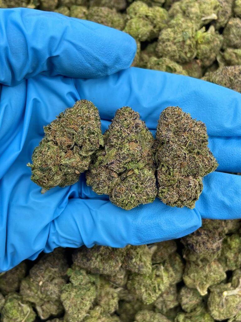 Home Purple Mochi Strain
