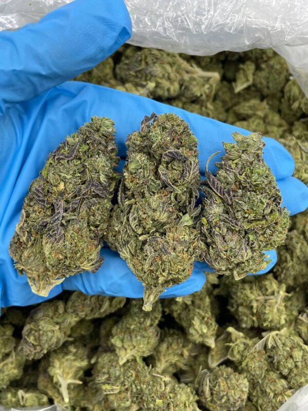Sour Licorice Bites Strain
