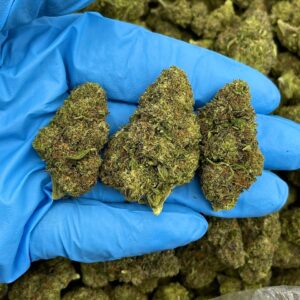 Starburst Fizz Strain