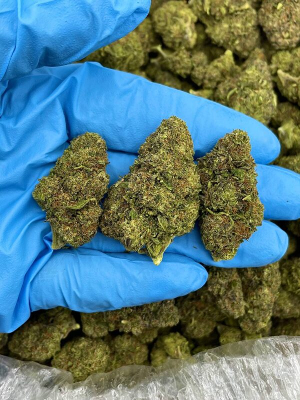 Starburst Fizz Strain