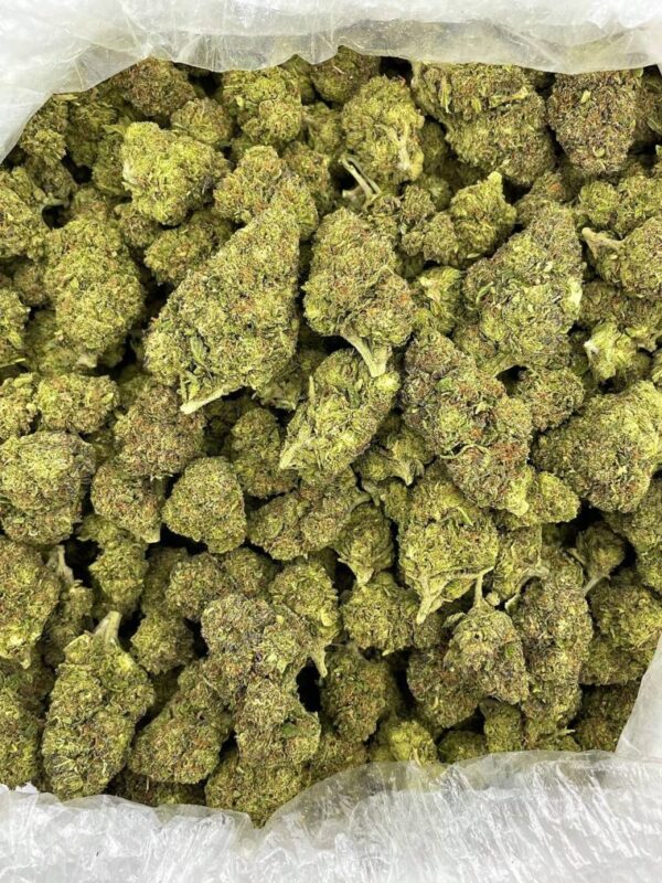 Starburst Fizz Strain