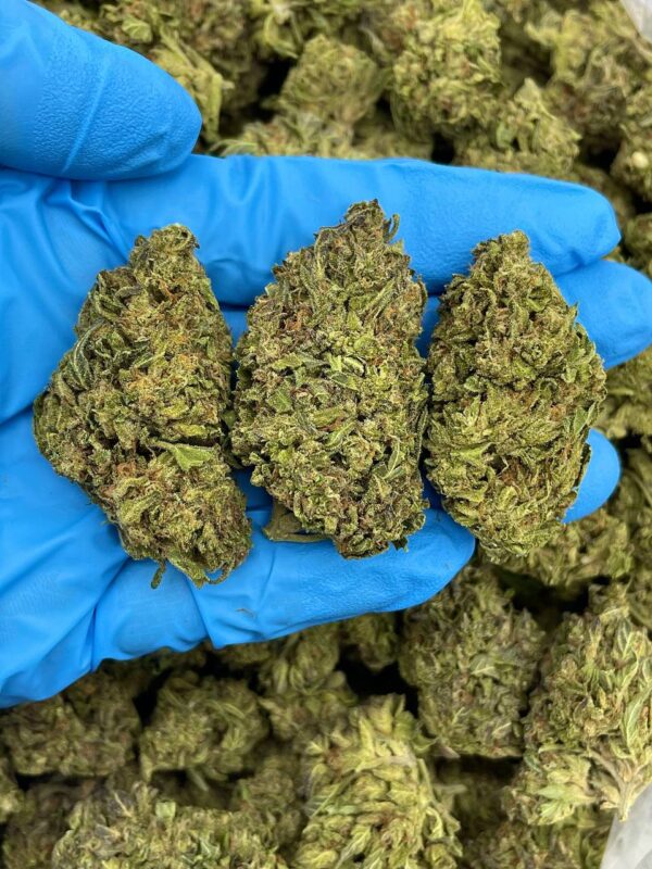 Tropical Gelato Strain