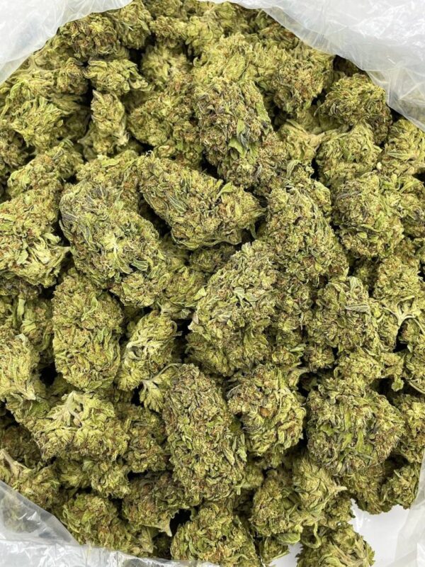 Tropical Gelato - KO331G3 - Image 2