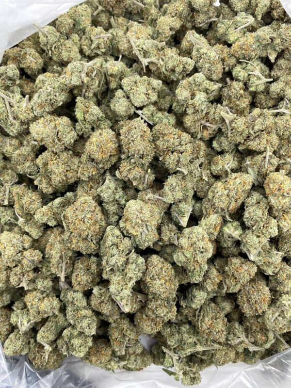 Tropical Tootsie - LB416FT - Image 2