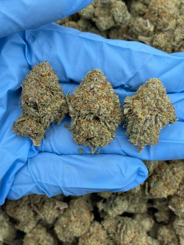 Tropical Tootsie Strain