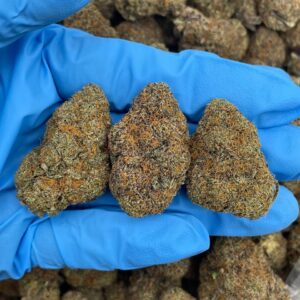 Vineyard Mimosa Strain