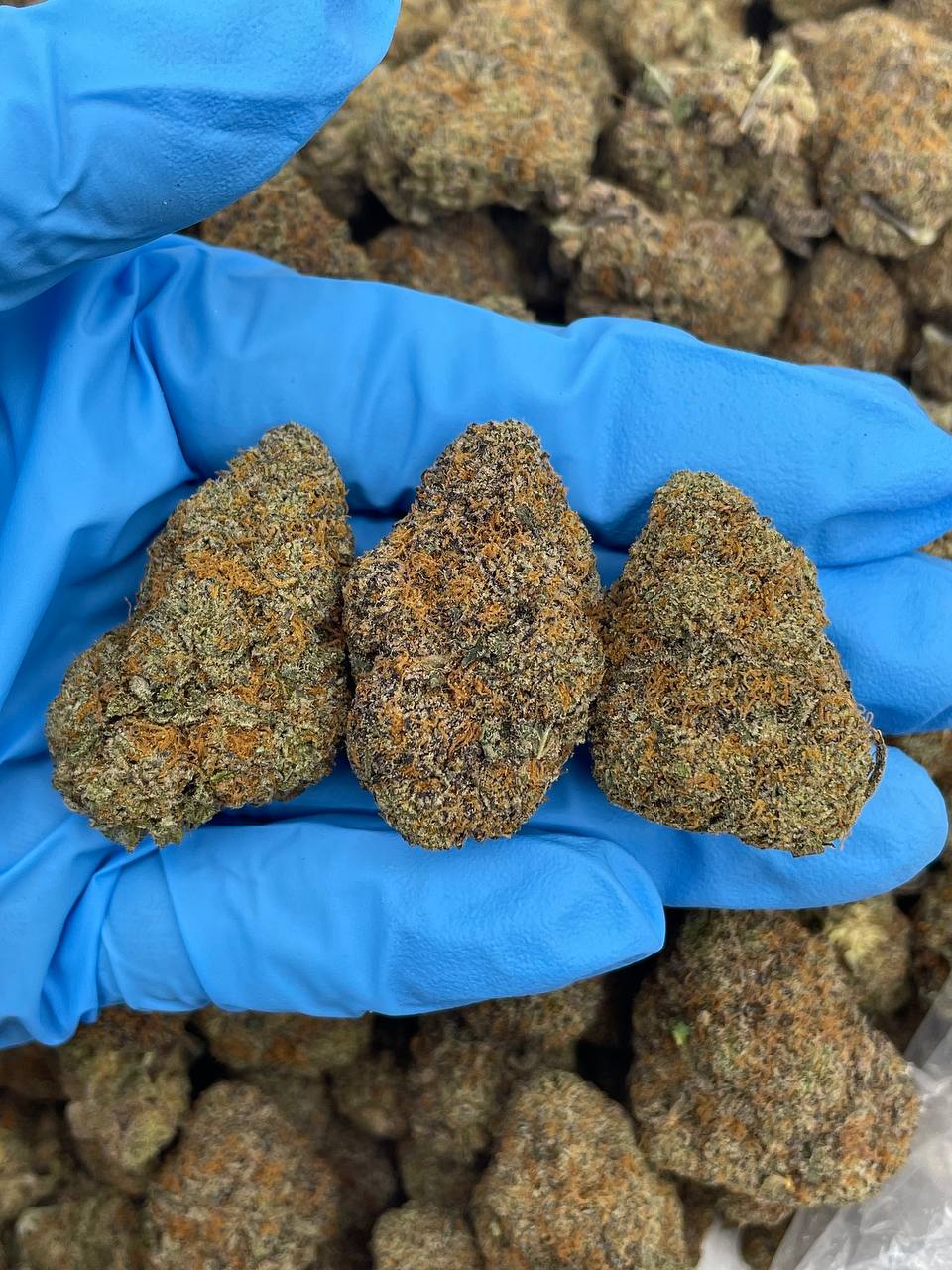 Vineyard Mimosa Strain