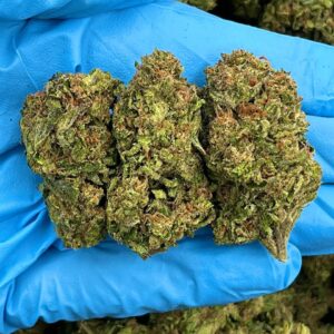 Blueberry Blast Strain