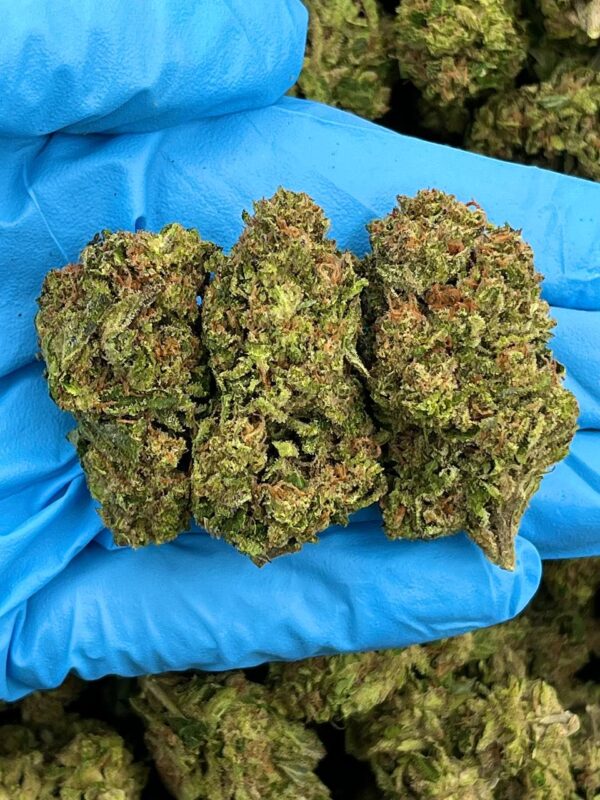 Blueberry Blast Strain
