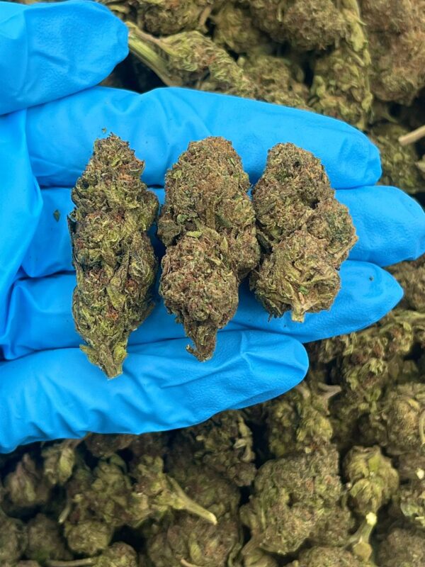 Green Lime Pie Strain