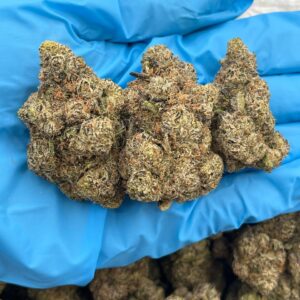 Kiwi Kushpop Strain