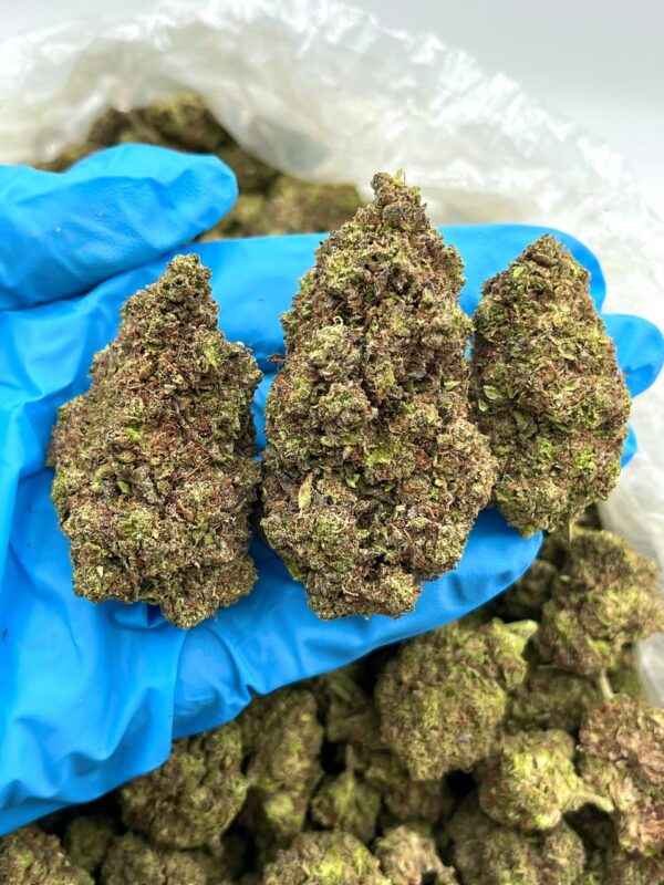 Orchid Burst Strain