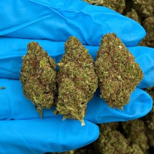 Platinum Sherbet Strain