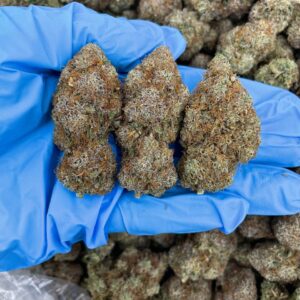 Rainbow Candy Cane Strain