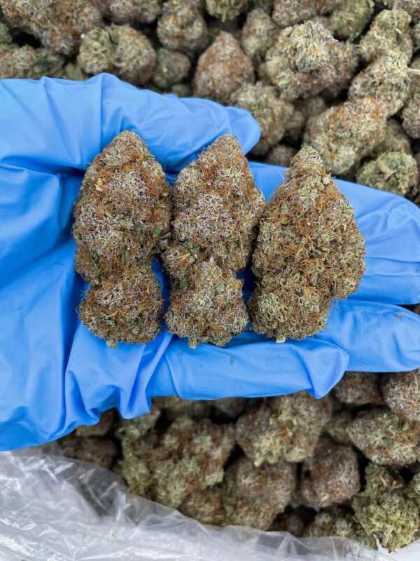 Rainbow Candy Cane Strain