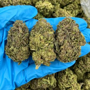 Buddasaur Strain