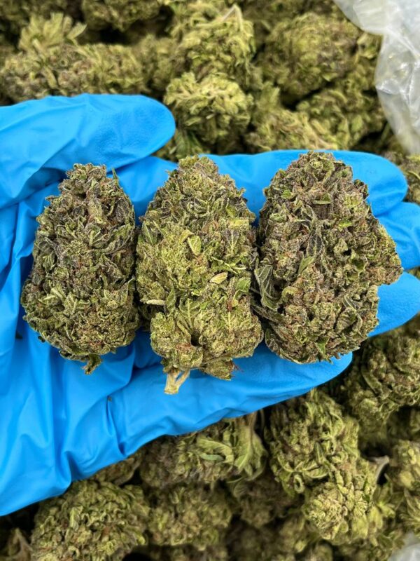 Buddasaur Strain