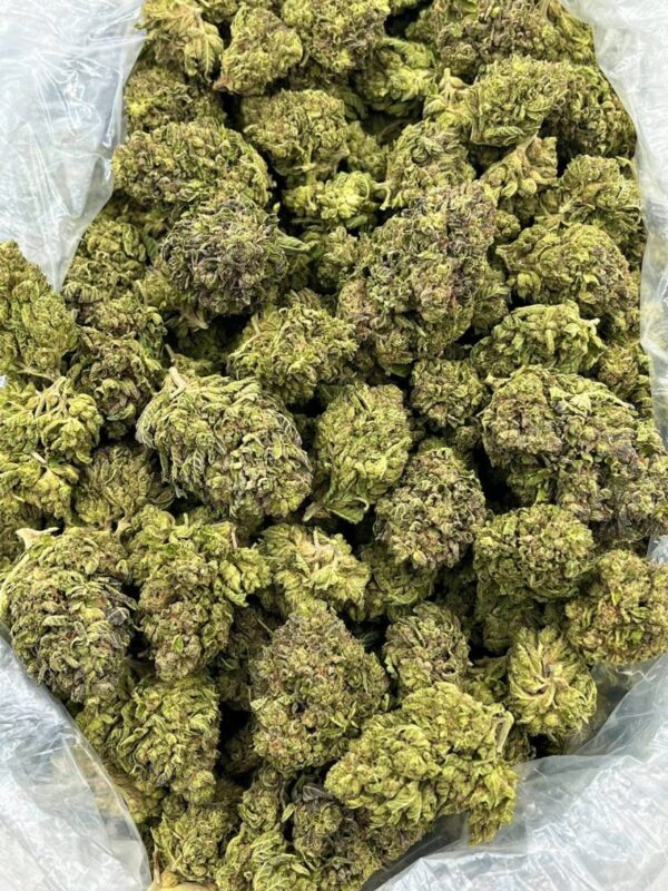 Buddasaur Strain