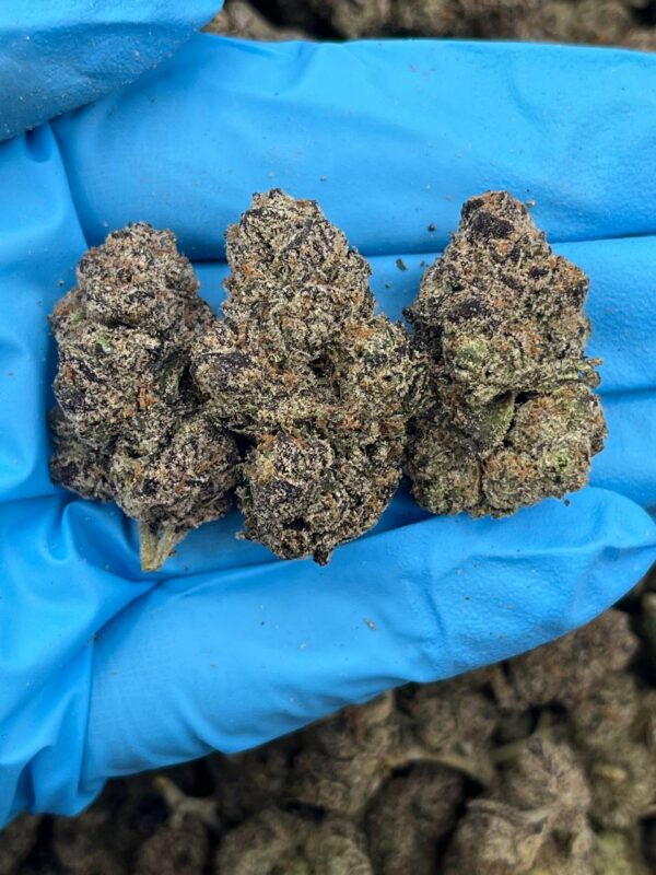 Giraffe Pussy Strain