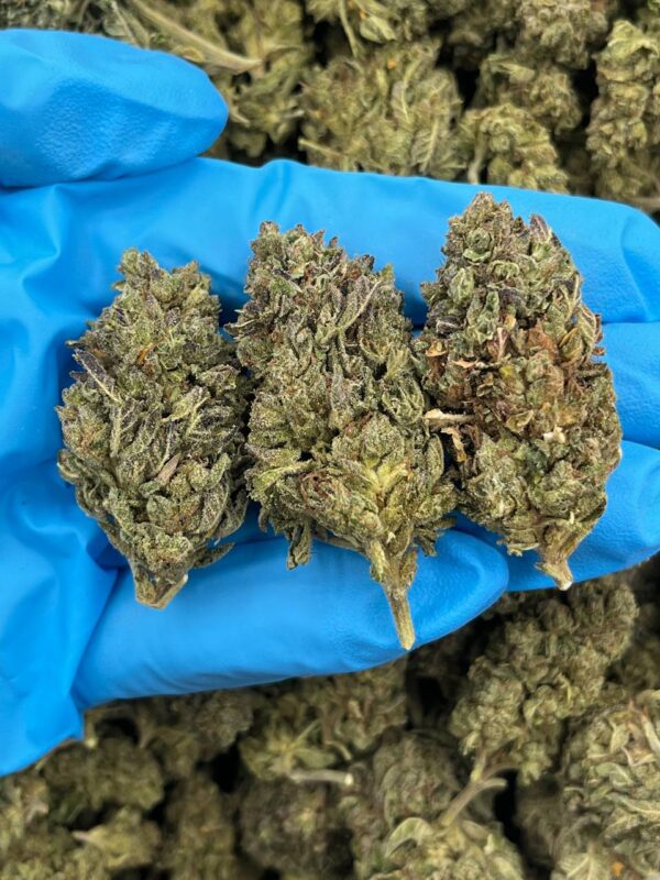 Kiwi Krush Strain