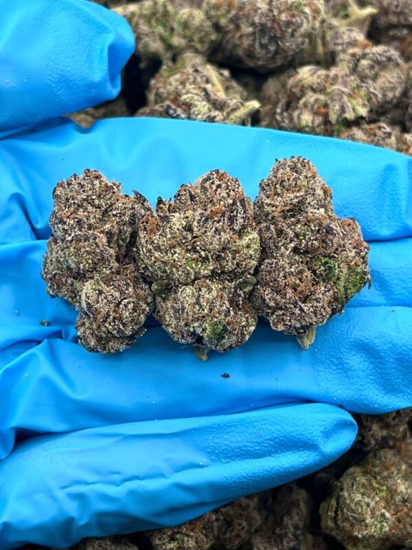 queen gelato Strain