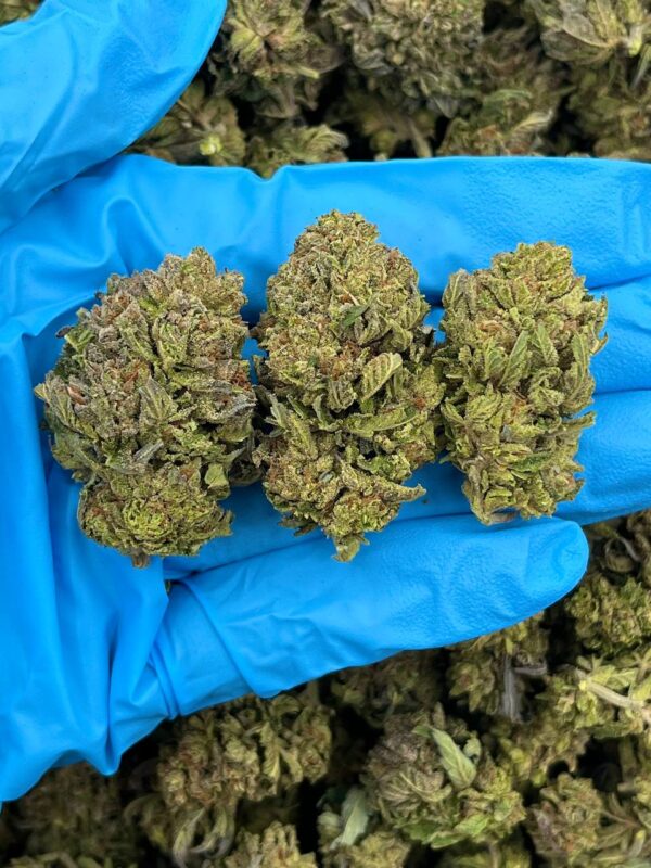 Rain Drop Strain