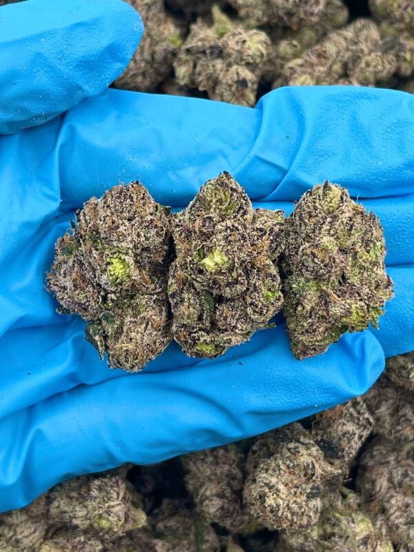 Rainbow Stripz Strain