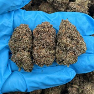 Watermelon Wave Strain