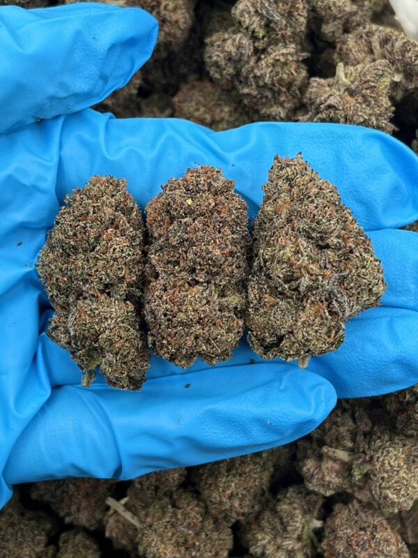 Watermelon Wave Strain