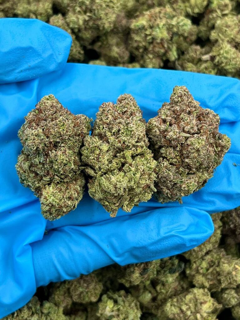 Gobstopper Glue strain
