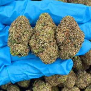 Gummy Bear Blue strain