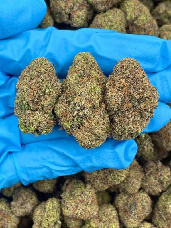 Gummy Bear Blue strain