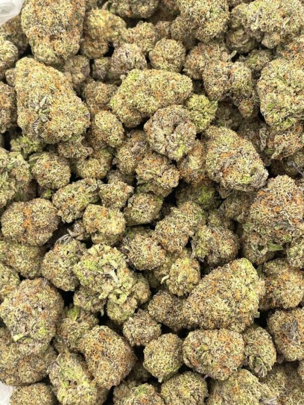 GUMMY BEAR BLUE - FL709MA - Image 2