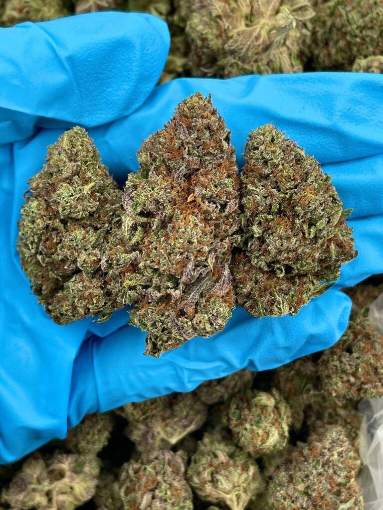 Home Jawbreaker Jet Fuel strain