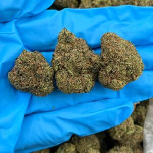 Orange Gatorade strain