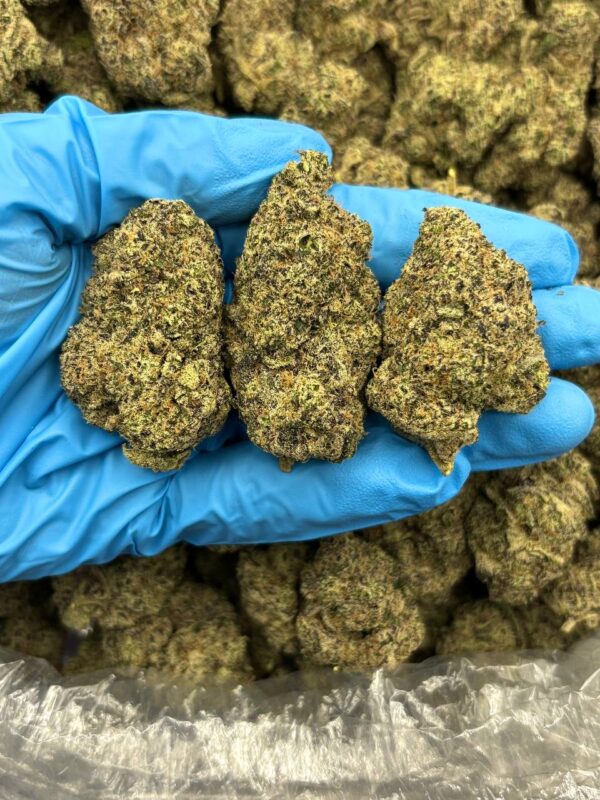 Blue Sorbet Ice strain