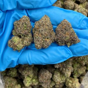 Candyland strain