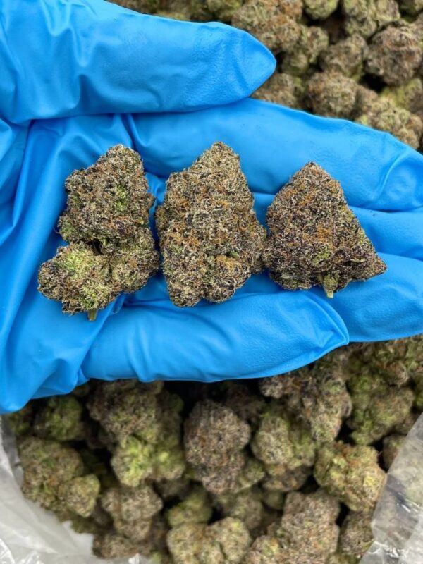Candyland strain