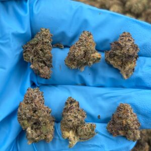 Platinum Cherry strain