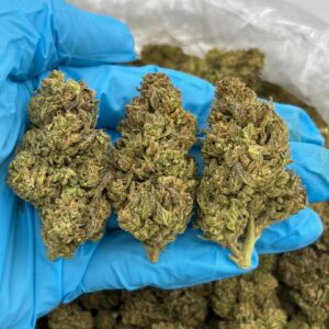 Mint Choco Kush strain