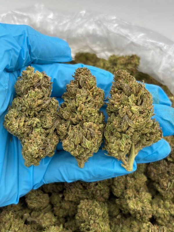 Mint Choco Kush strain